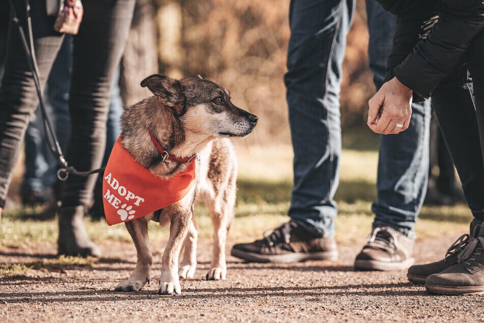 At the "Bark date" Meet dogs from animal shelters and potential partners for life. (Symbolic image)