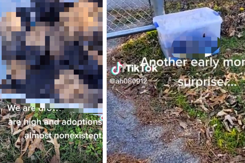 Woman stumbles upon box of abandoned puppies in shocking style