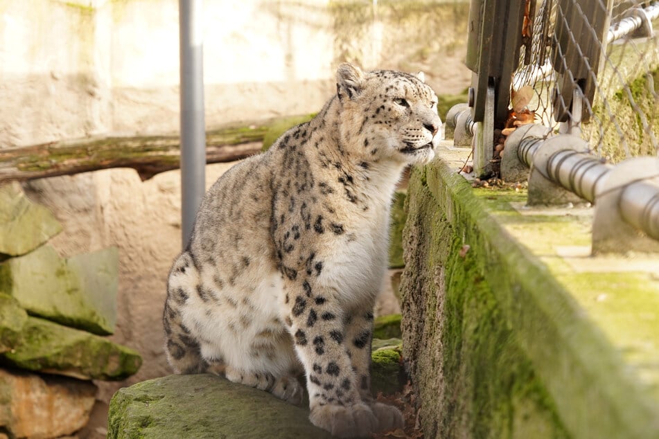 Schneeleoparden-Männchen Bataar (14) ist sehr schüchtern und schaut sich nur bei Anbruch der Abenddämmerung das Außengehege an.