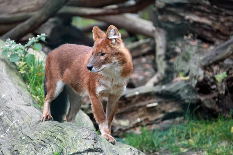 Im Dresdner Zoo sind unter anderem Rothunde (Wildhunde) zu beobachten.