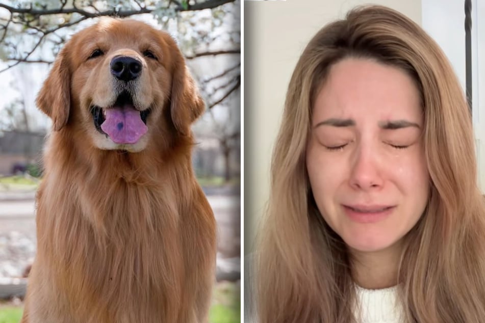 Golden Retriever Tucker ist tot. Seine Besitzerin Courtney Budzyn weint bittere Tränen.