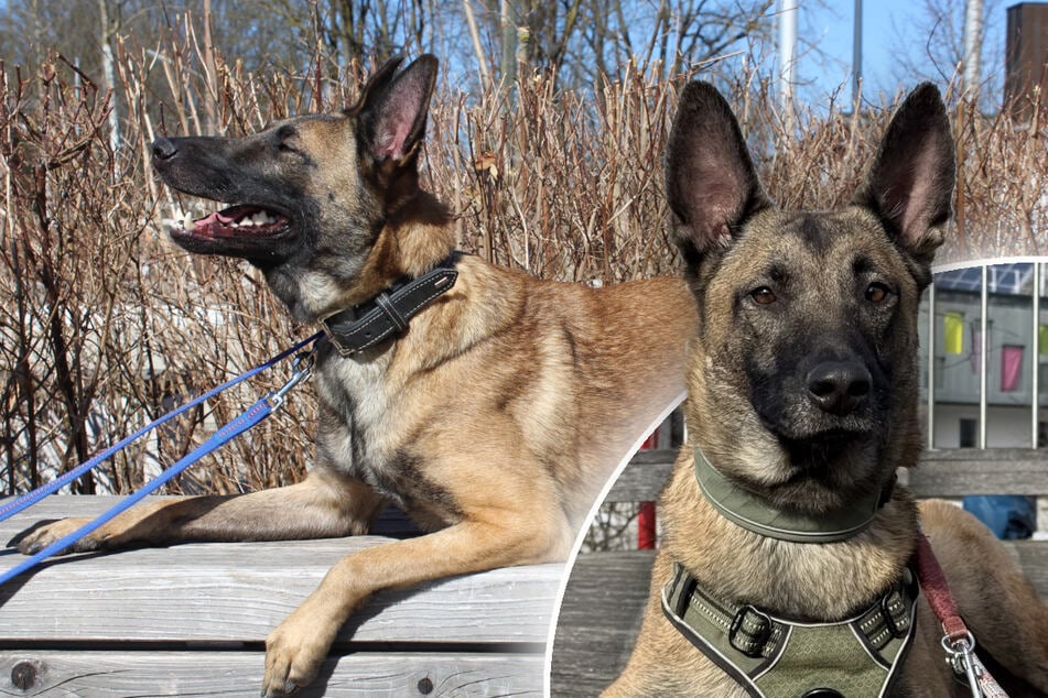 Malinois aus Wohnung verbannt: Findet Spirit trotzdem sein Happy End?