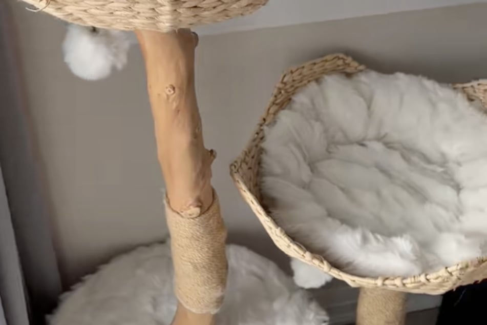 Kater Teddy war kürzlich wie vom Erdboden verschluckt.