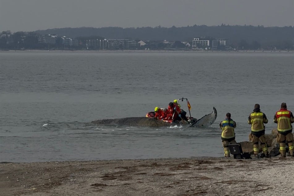 Die Feuerwehrleute versuchen mir aller Kraft das Tier aus dem Netz zu befreien.