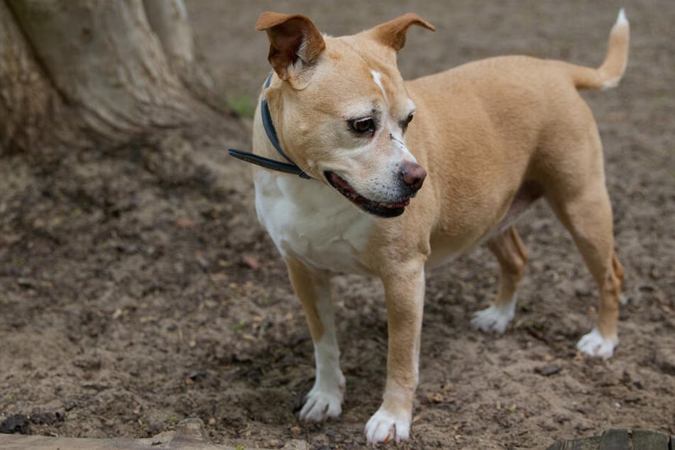 Bulldog-Mix Cosima mag sowohl Spaziergänge als auch ruhige Momente.