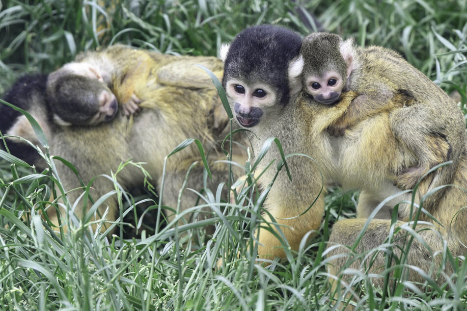 Huckepack auf dem Rücken der Mutter lernen die kleinen neugeborenen Totenkopfäffchen die Welt kennen.