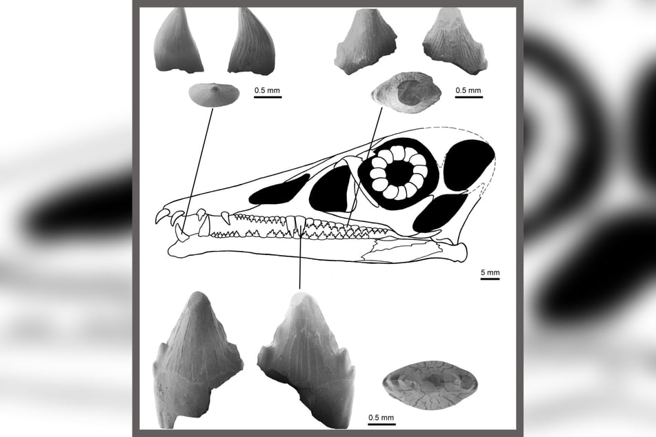 Abbildungen der drei im Dinopark Teufelsschlucht gefundenen Zähne.