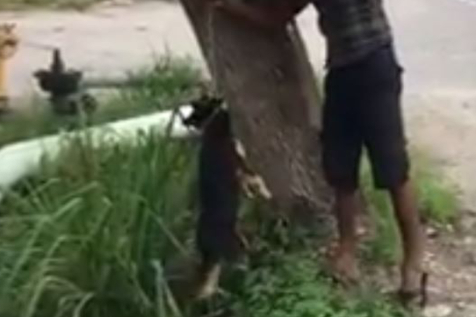 Der Mann hängte den Hund eiskalt am Baum auf.