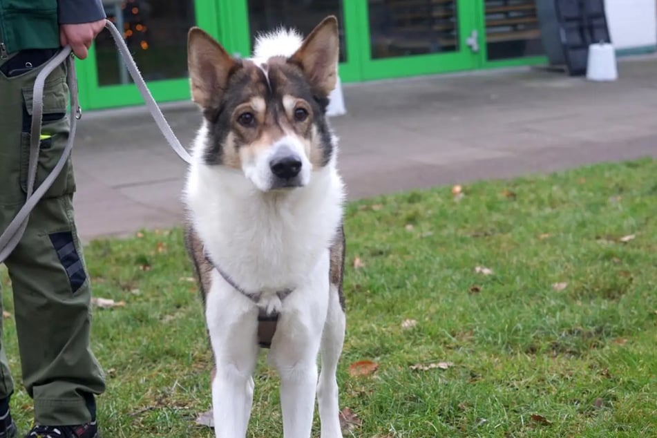 Lemmys Geburtsdatum ist nicht bekannt. Er soll im Jahr 2024 geboren worden sein.