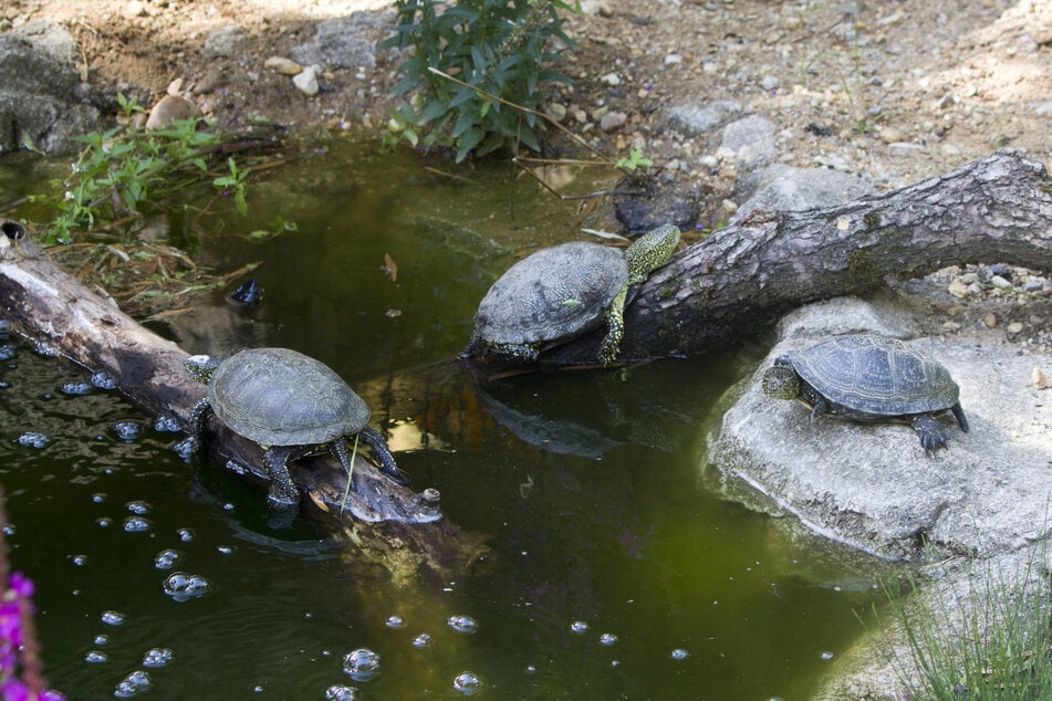 Neben den Europäischen Sumpfschildkröten …