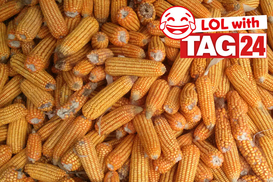 Today's Joke of the Day is filled with corny!