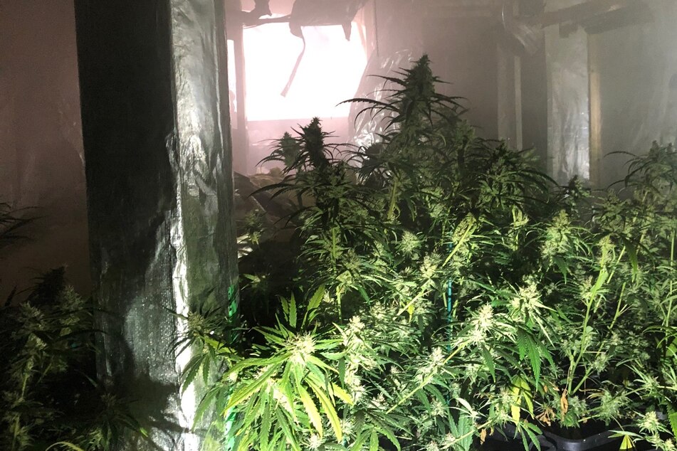 Die Einsatzkräfte der Polizei fanden zahlreiche Cannabis-Pflanzen vor und entsorgten diese umgehend.