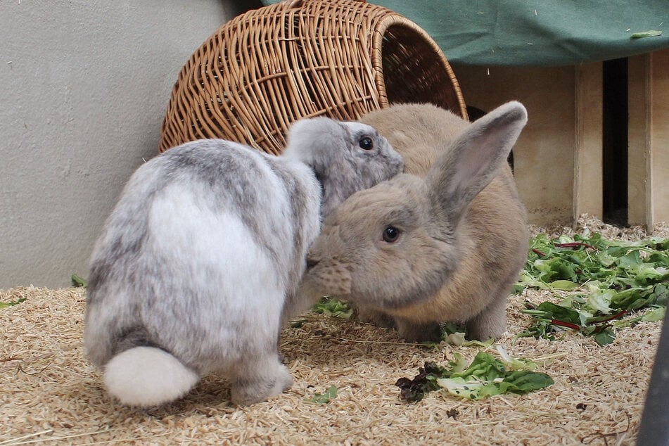 Die Kaninchen Peter Fox (r.) und Rosalie sind ein Herz und eine Seele.
