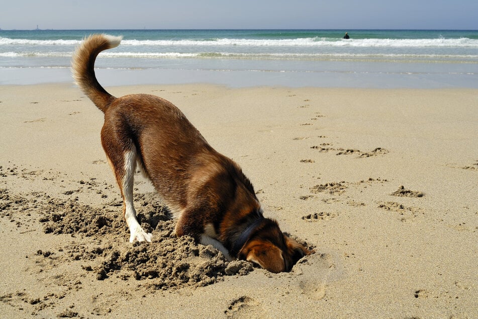 Urlaub am Meer heißt für die meisten Hunde, große Löcher in den Sand zu buddeln.