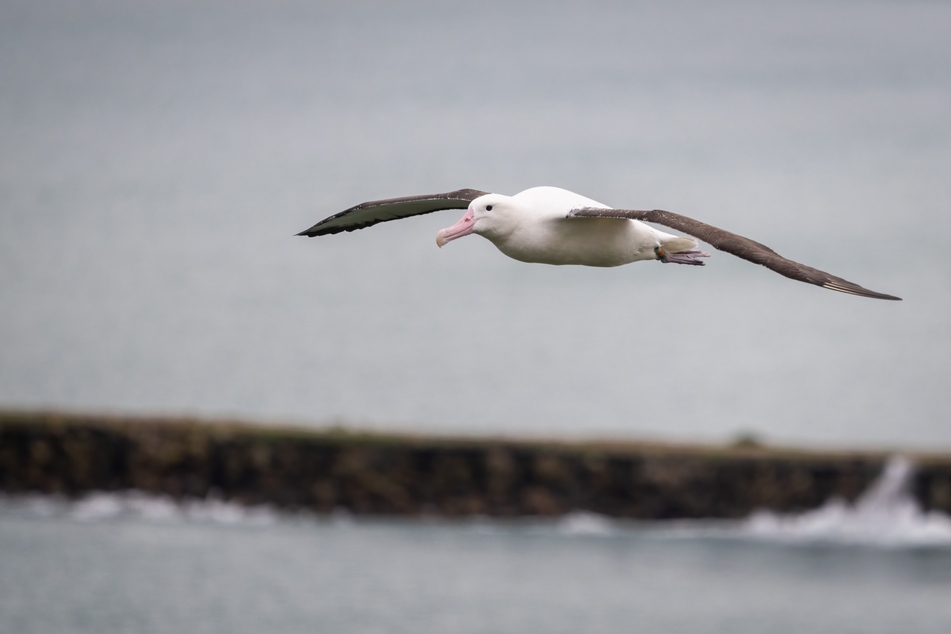 Authorities say it doesn't look like a predator took the albatross eggs.