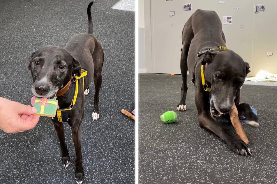 Der neunjährige Flash lebt seit drei Jahren bei Dogs Trust und hatte bisher nur einen einzigen Interessenten.