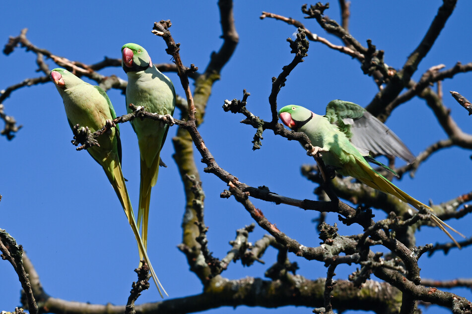 Spring is coming and with it the ring-necked parakeets.  They become a problem on the Rhine promenade.