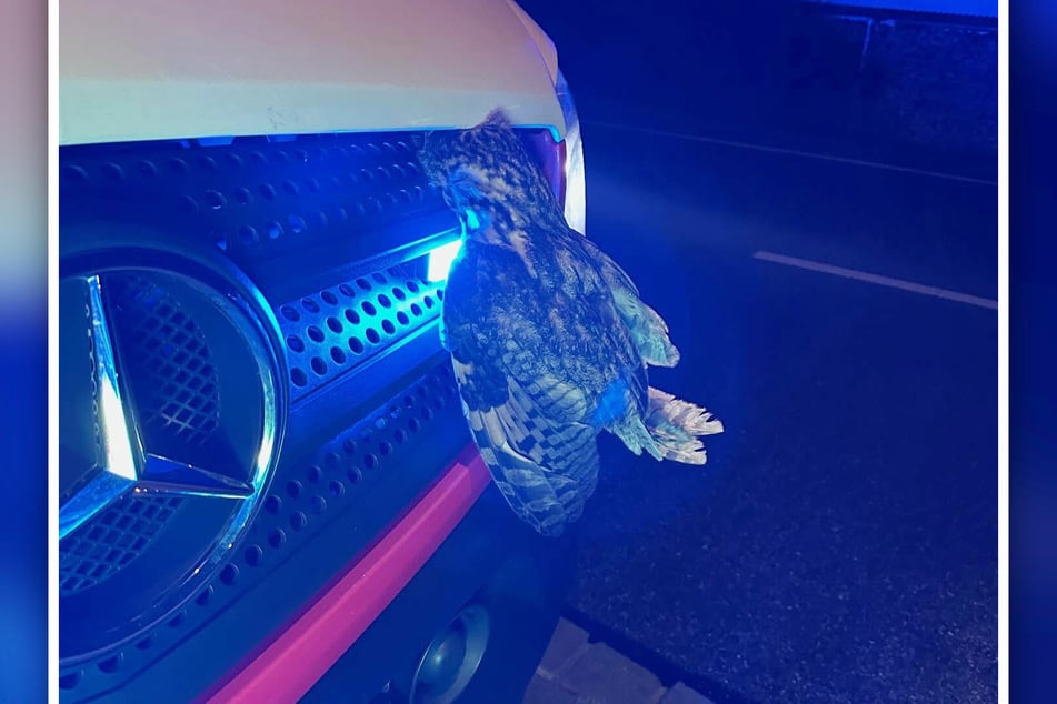 Eine Waldohreule hatte sich in einem Rettungswagen verfangen.