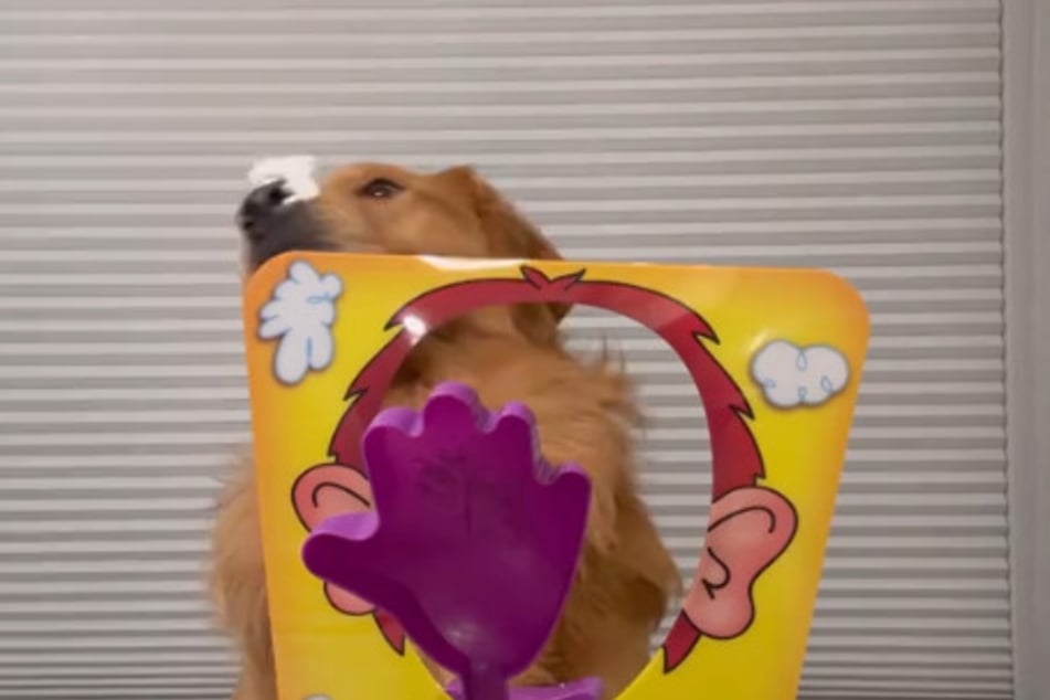 Irritiert versucht Golden Retriever Jeffrey, sich die Sahne von der Nase zu schlecken.