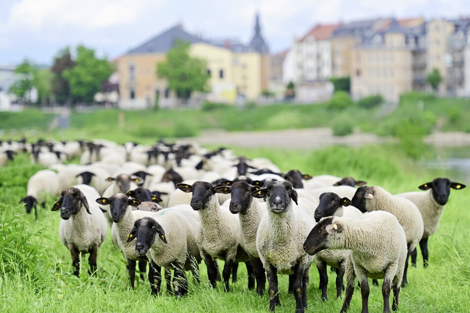 Rund 500 Schwarzkopf- und Suffolk-Schafe weiden in den kommenden Tagen und Wochen die Elbwiesen nahe dem Ostragehege ab.