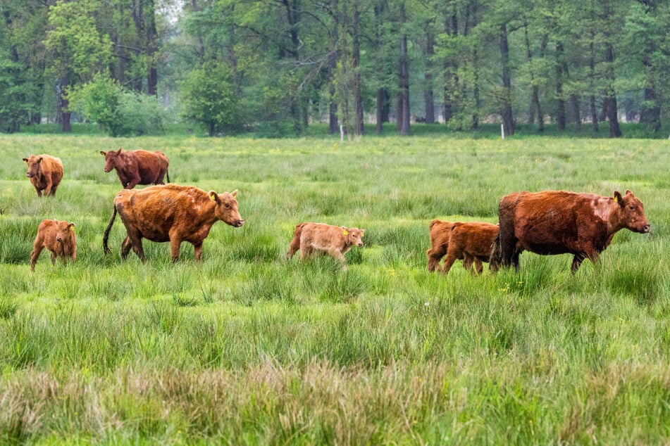 Innerhalb von zwei Wochen sind 122 Rinder in Brandenburg verschwunden.