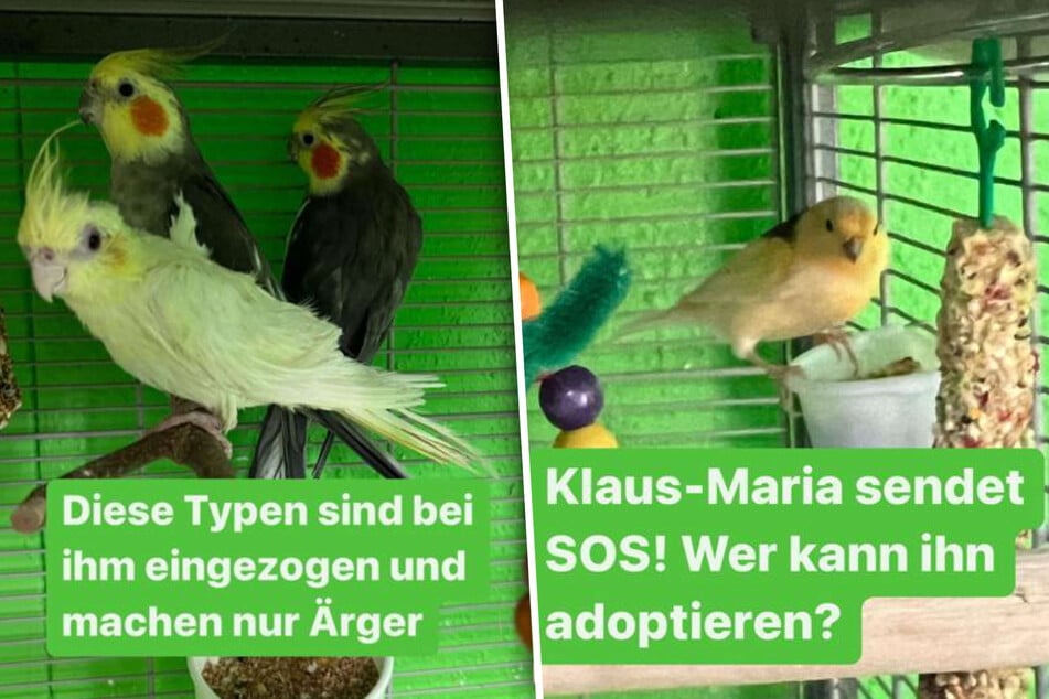 Kanarienvogel Klaus-Maria (r.) ist von seinen Mitbewohnern (l.) tierisch genervt.