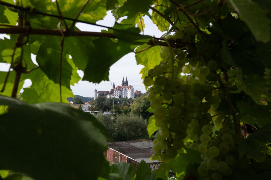Wein, Musik und buntes Treiben bestimmen am Wochenende wieder das Bild in der Meißner Altstadt.