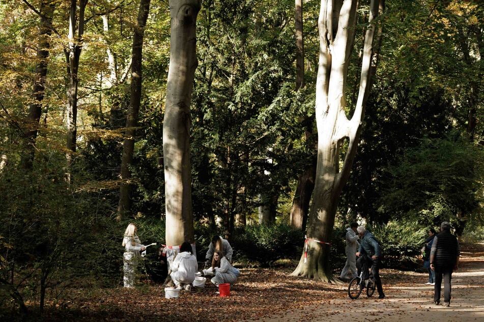 Der weiße Anstrich soll Bäume vor Bibern schützen.