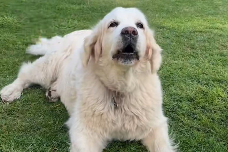 Freddie will mit dem Bellen nicht mehr aufhören.