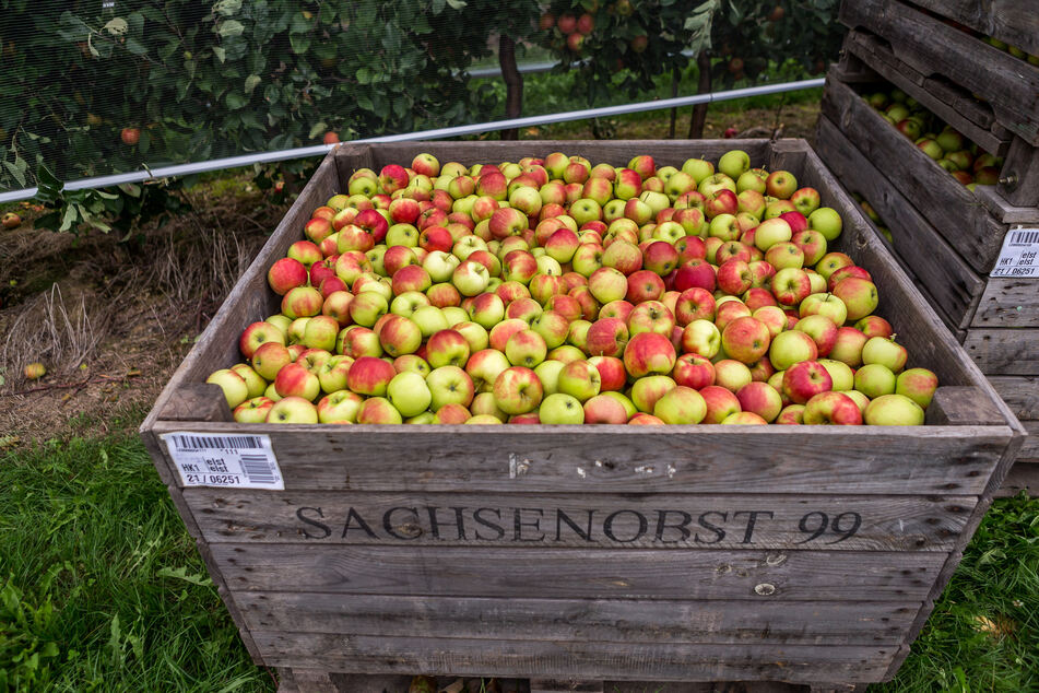 Nicht alle Äpfel kommen verpackt in die Läden - einige werden auch zu leckerem Saft.
