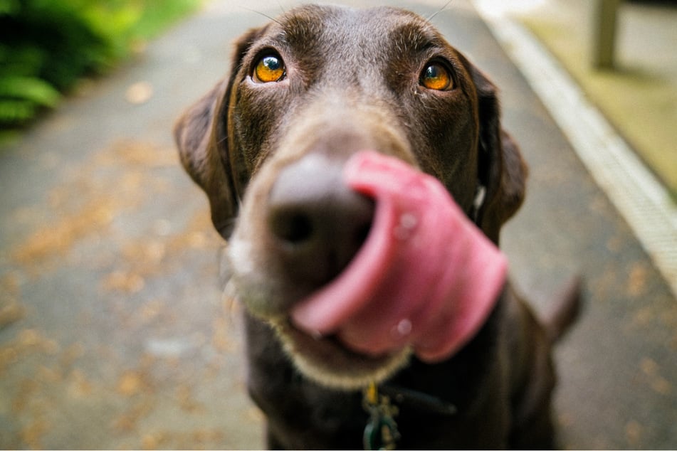 Is it normal that your dog eats poop?