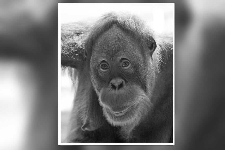 Orang-Utan-Dame Bini (†44) starb am Montag auf einem OP-Tisch im Berliner Zoo.
