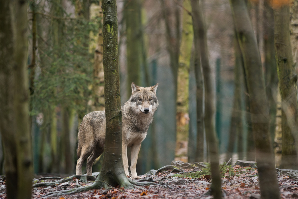 Insgesamt 31 Wolfsrudel wohnen mittlerweile in Sachsen.