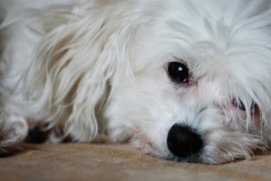 Venta ilegal de cachorros descubierta: la policía encuentra cachorros de Malta en el compartimento del piso del coche