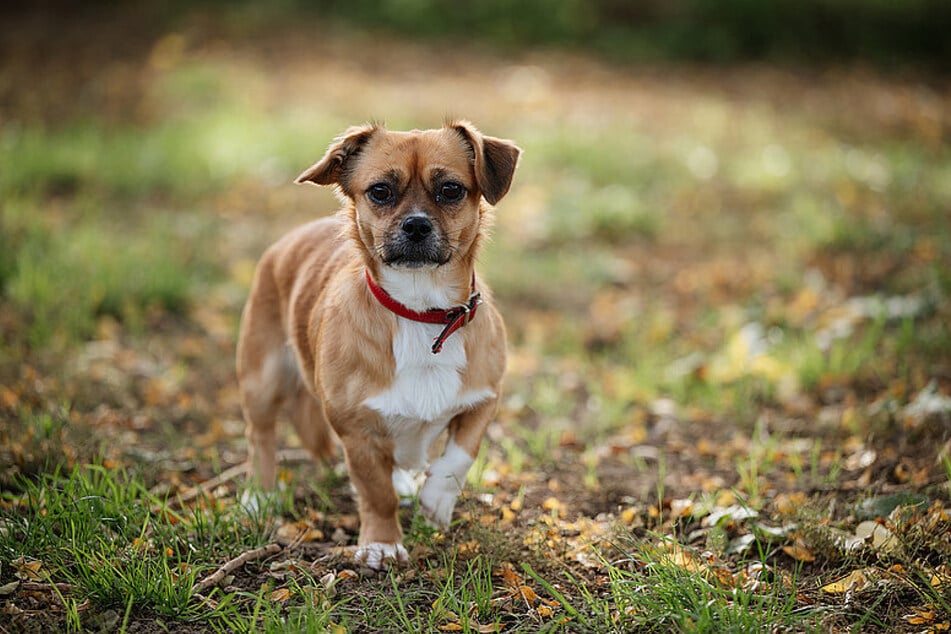 Pekinese-Terrier-Mischling Dante ist 2023 geboren und damit gerade einmal zwei Jahre alt.