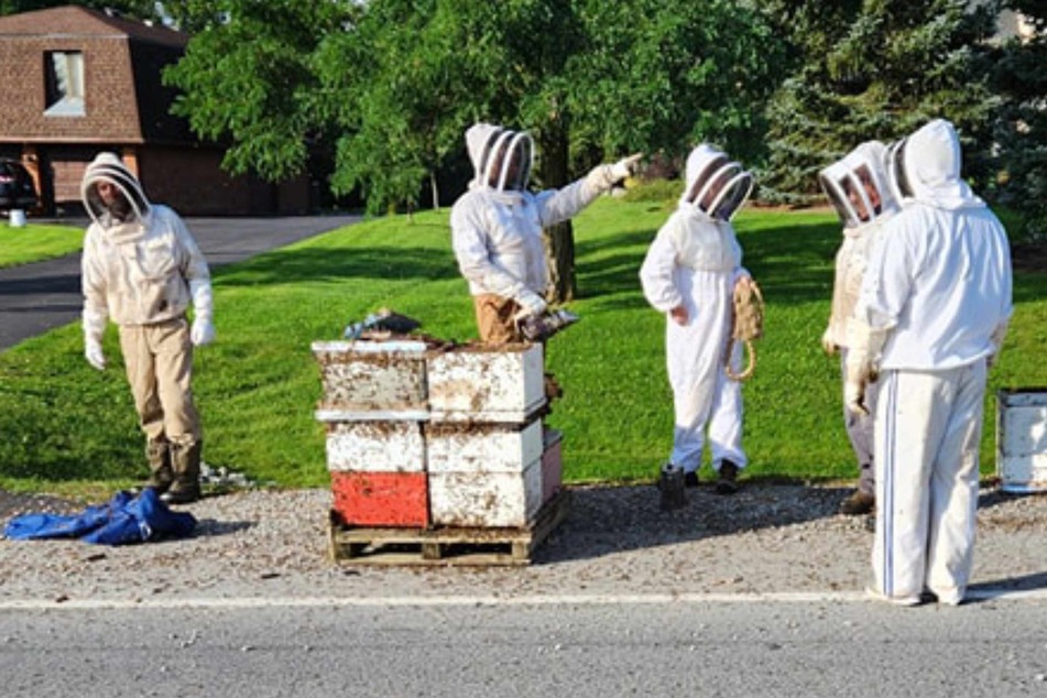 Lkw-Fahrer mehr als hundertmal gestochen! Fünf Millionen Bienen legen Verkehr lahm