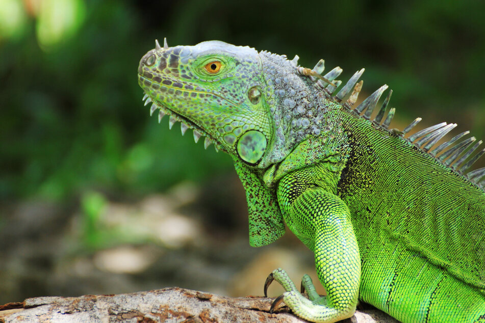 Some Florida residents even found green iguanas in their toilet bowls! (stock image)