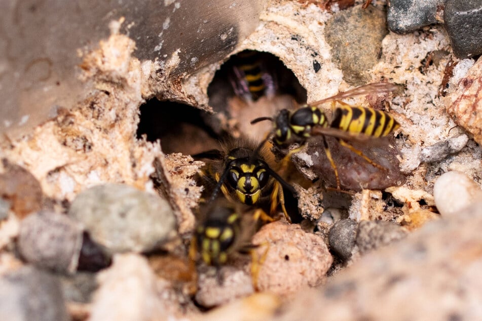 It's important to look out for wasps, as their stings will last a long time and will hurt a lot.