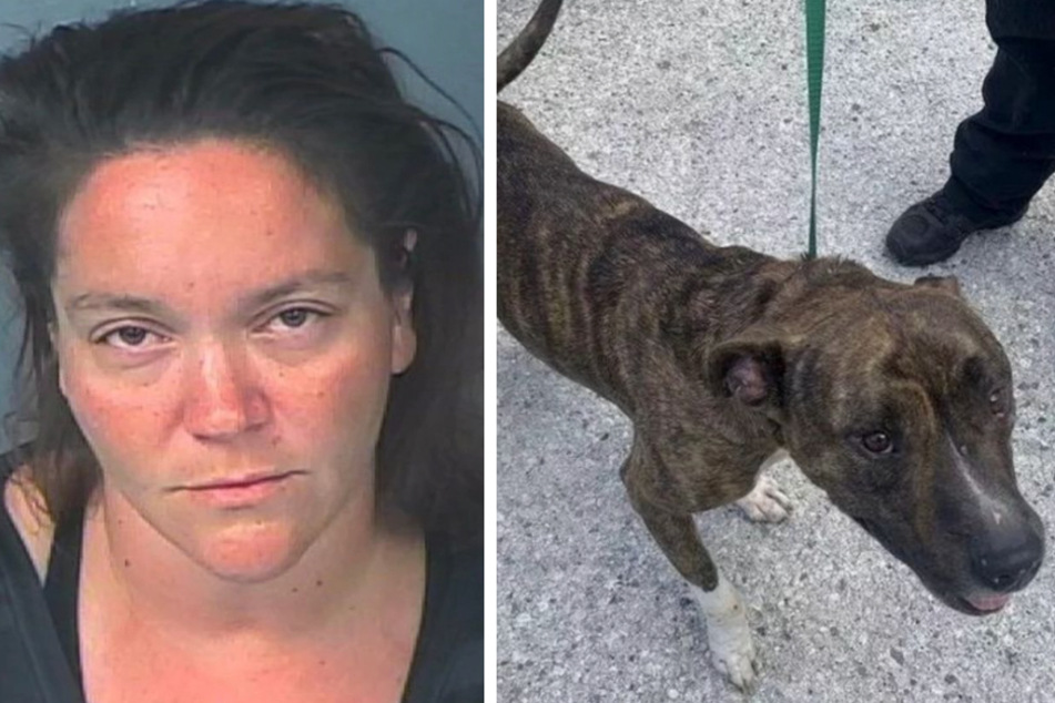 Frau schießt über 170 Mal mit Luftpistole auf ihre drei Hunde, nun droht ihr der Knast!