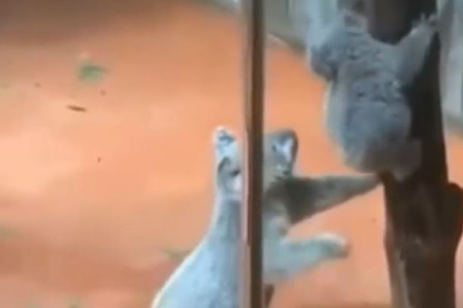 Was diese Koala-Mama mit ihrem Kind macht, trifft viele Menschen voll ins Herz