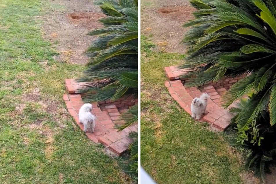 Hund findet nicht mehr ins Haus zurück - was er dann macht, bringt Millionen zum Lachen!