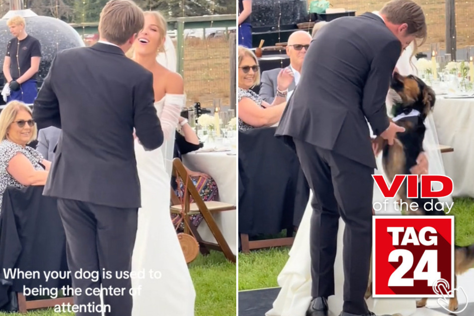 Today's Viral Video of the Day captures the moment a newly-wedded couple's dog steals the spotlight at their beautiful wedding!