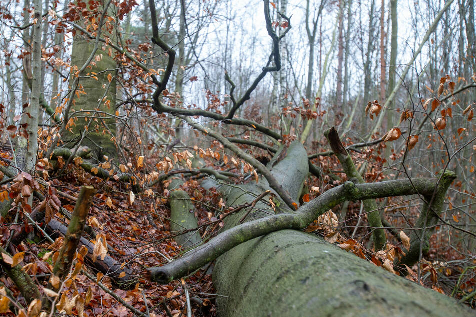In Sachsen wurden 2021 weitere 1900 Hektar Wald aus der Nutzung genommen.