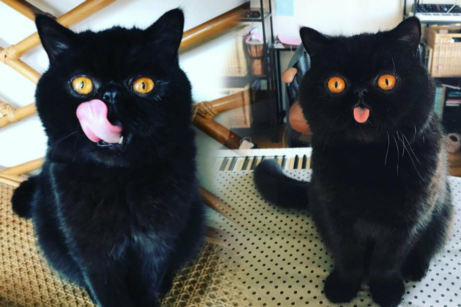 Miau! Kater Gremlin geht durch einen Schnappschuss (r) viral. Doch seine Besitzer haben noch mehr Bilder auf Lager.