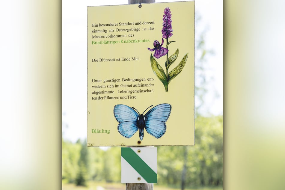 Das violette Knabenkraut, eine der wenigen heimischen Orchideenarten, blüht aktuell ebenfalls auf den Wiesen.
