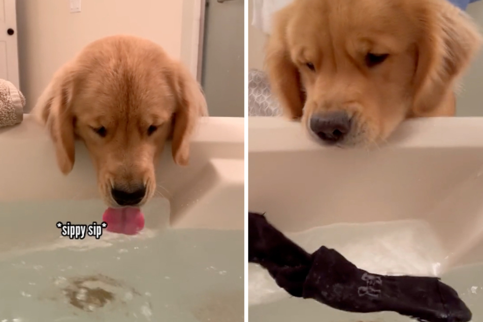 Manchmal werden auch Socken mit einbezogen - manchmal das Badewasser weggeschlürft. Typisch Golden Retriever.