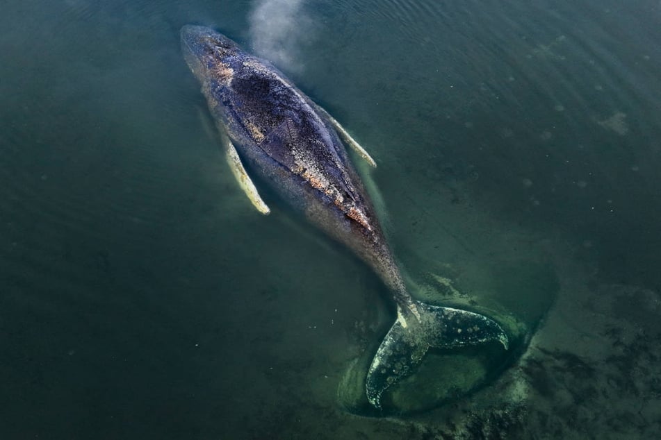 Der gestrandete Buckelwal liegt bereits seit mehr als zwei Wochen auf einer Sandbank vor der Ostseeinsel Poel.