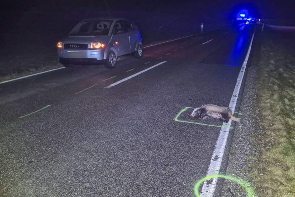 Der tote Dachs (r.) liegt am Unfallort. Der Versuch, das Tier selbst von der Straße zu entfernen, wurde dem Autofahrer zum Verhängnis.