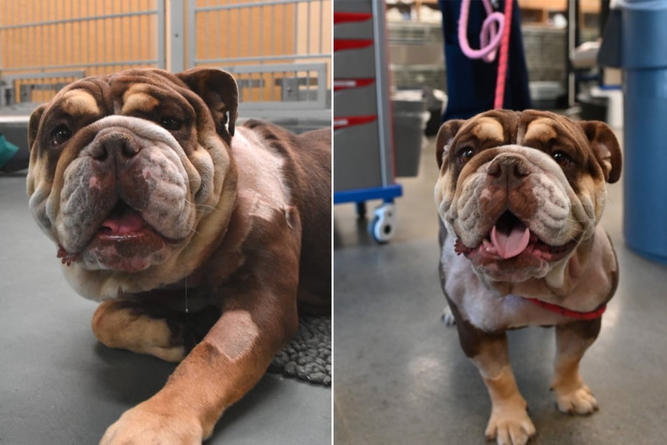 "Presque comme une décapitation" : les défenseurs des animaux découvrent un bulldog dans un état désastreux