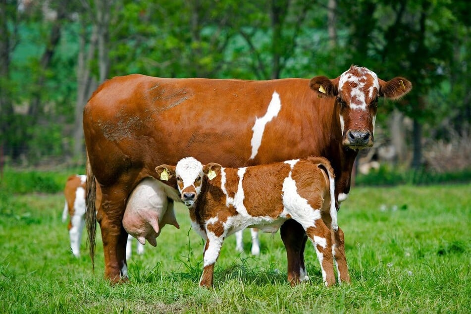 Ein erst wenige Stunden altes Kalb entfachte in der Oberpfalz einen Streit. (Symbolfoto)